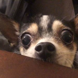 Meet your Posher, Vi